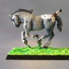 Appaloosa horse by strontygirl