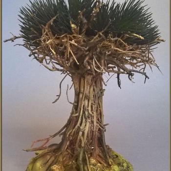 DRAGON TREE (DRACAENA DRACO) by Arkady